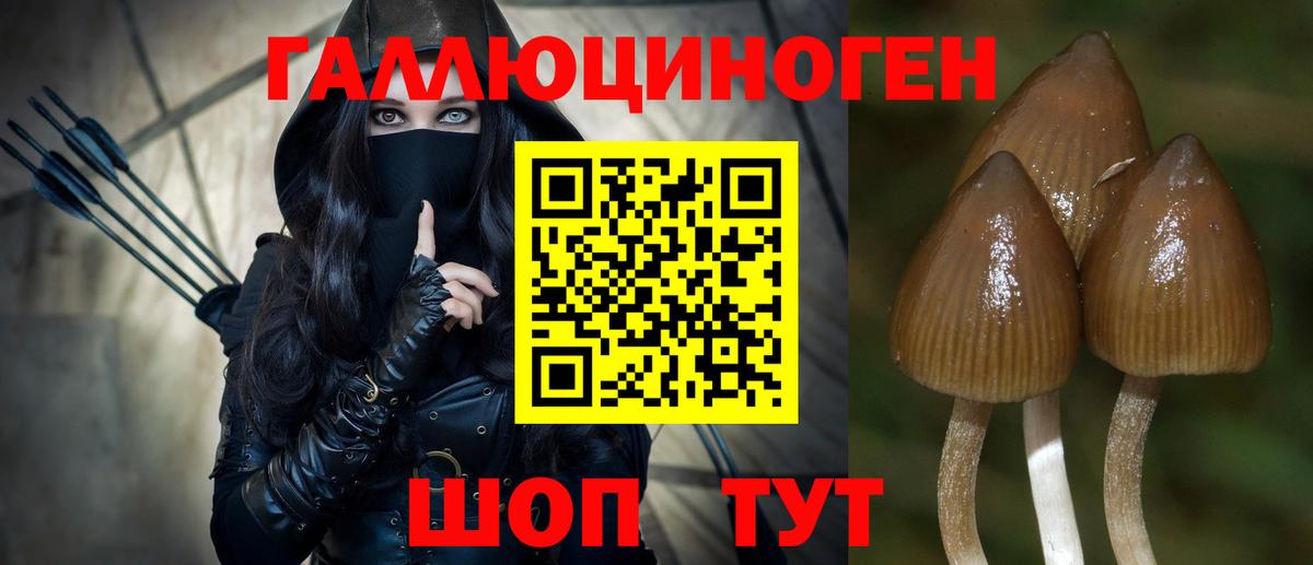 Псилоцибиновые грибы Cubensis Свободный